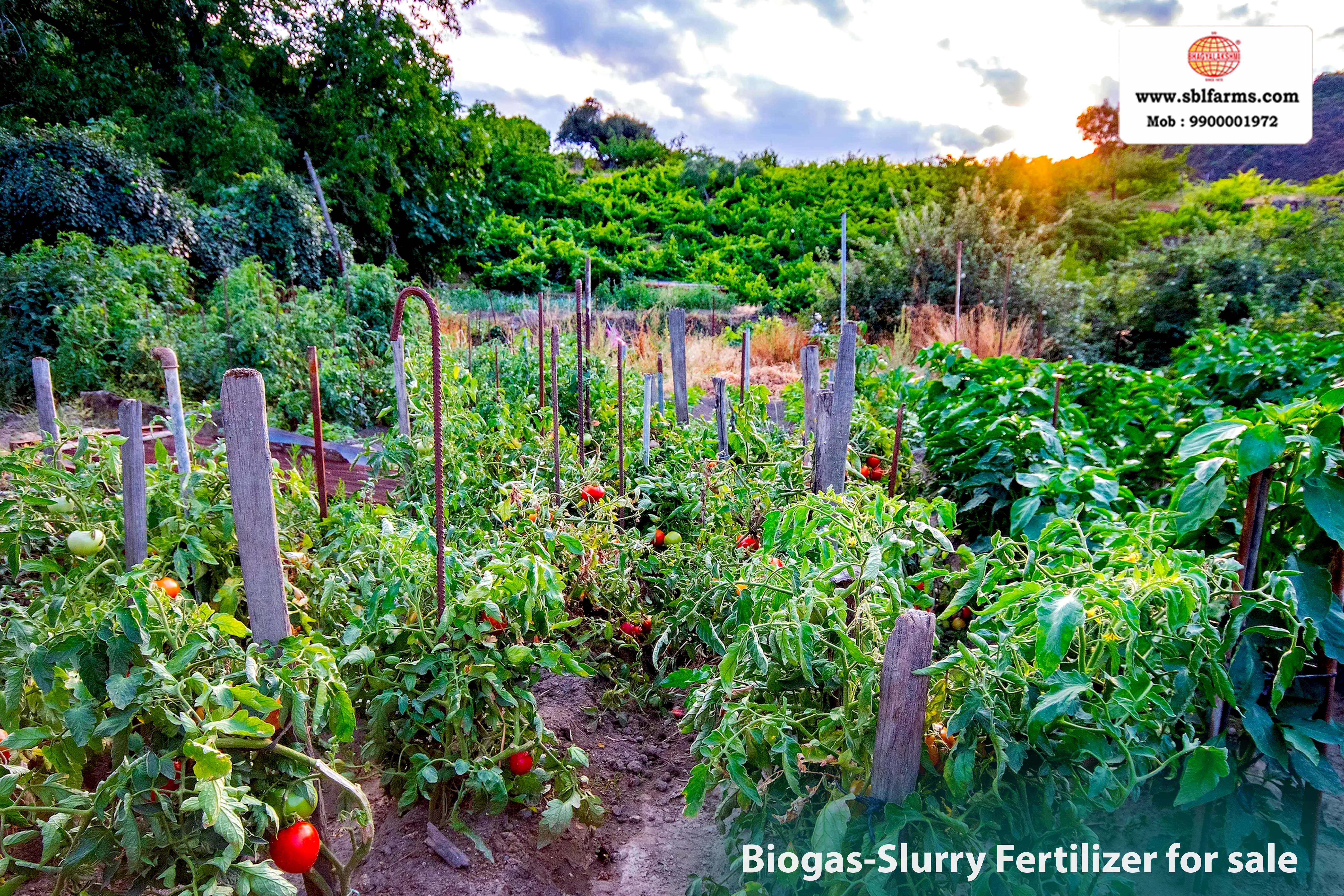 Sri Bhagyalakshmi Farms Bangalore - biogas-slurry fertilizer | Slurry Fertilizer for Sale  |  Fertilizer for vegetable better growth | bioslurry manufacturers, suppliers & exporters in Bangalore|Bio slurry for sale in bangalore |  Sri Bhagyalakshmi Farms fertilizer slurry Bangalore | Bioslurry a supreme fertiliser | slurry fertilizer near me bangalore | slurry fertilizer near me bangalore contact number | manure fertilizer for sale in bangalore | Organic Manure for sale | biogas slurry uses | biogas slurry composition | organic fertilizer price per kg | biogas slurry meaning | organic fertilizer price in india | organic fertilizer price per ton | Sri Bhagyalakshmi Farms, Cow Dung Manure Organic Fertilizer Suppliers in Bangalore